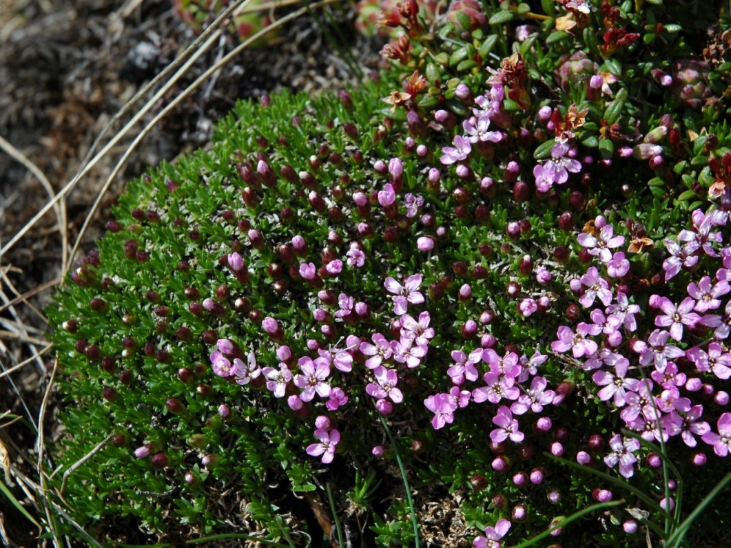 Silene acaulis